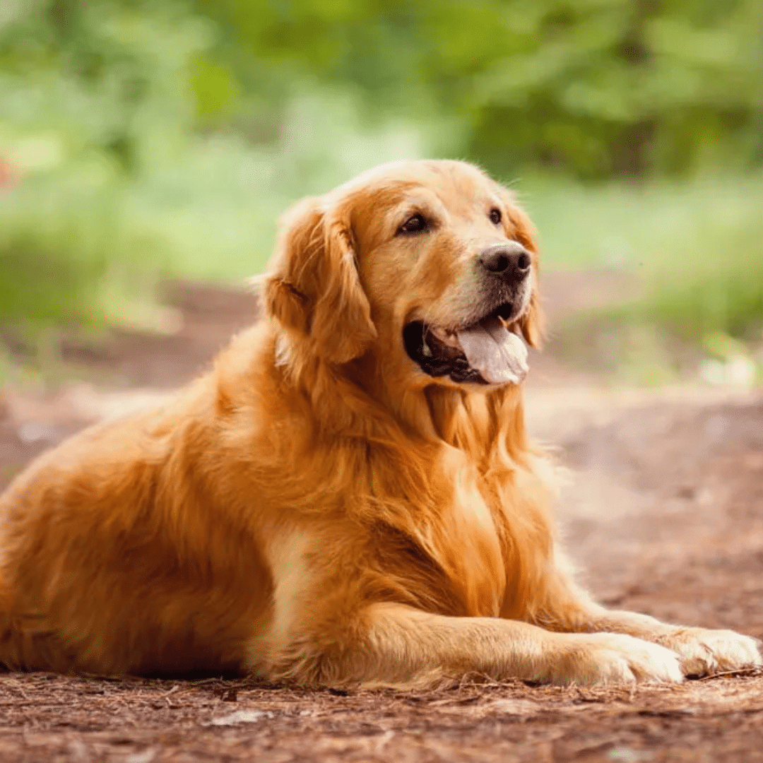 Design sans titre (13) Welchen Hund für Anfänger?