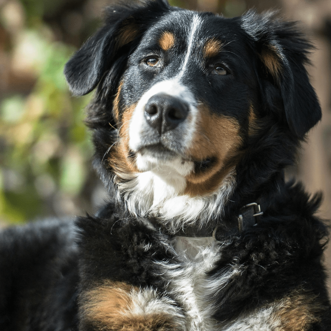 Design sans titre (28) Berner Sennenhund